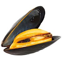 Mejillón vivo malla 28/40 piezas aprox. 1 kg