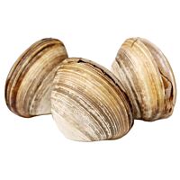 Almeja reloj viva kg