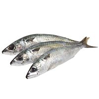 Caballa fresca grande Canarias pieza entera