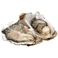 Ostra rizada viva ud