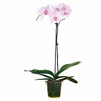 orquídea 1 vara