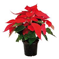 Flor de pascua ud