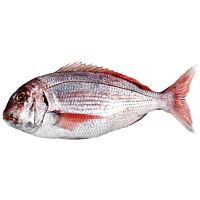 Pargo kg